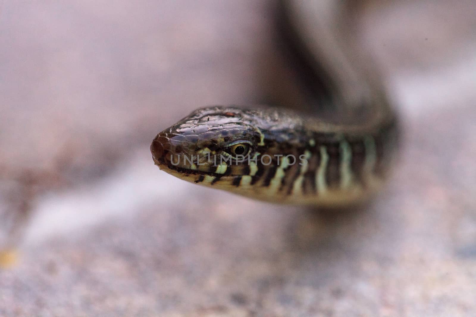 Island glass lizard Ophisaurus compressus is a legless lizard found in southeastern United States. This one was seen in Naples, Florida