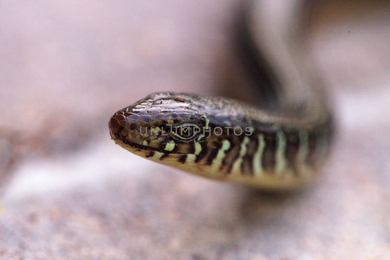 Island glass lizard Ophisaurus compressus is a legless lizard found in southeastern United States. This one was seen in Naples, Florida