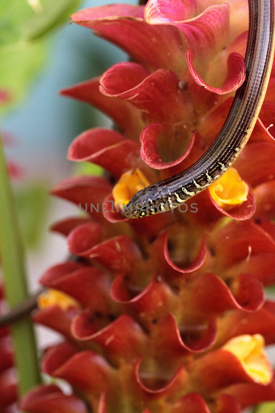 Island glass lizard Ophisaurus compressus is a legless lizard by steffstarr