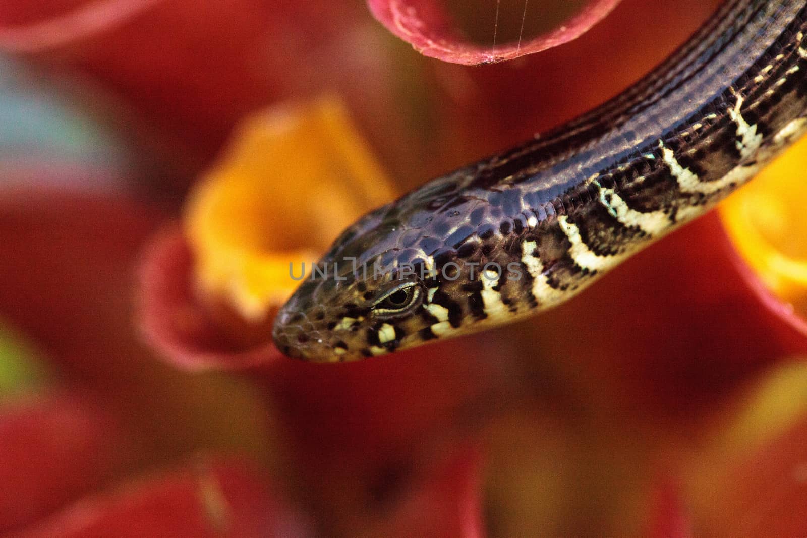 Island glass lizard Ophisaurus compressus is a legless lizard found in southeastern United States. This one was seen in Naples, Florida