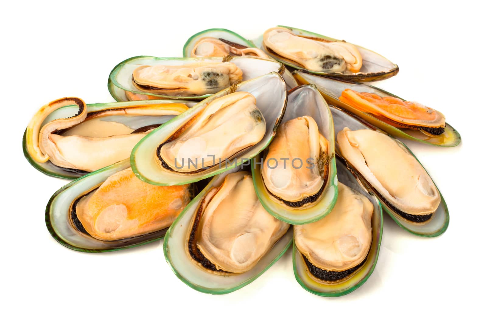 Female New Zealand greenshell mussels studio isolated on white background