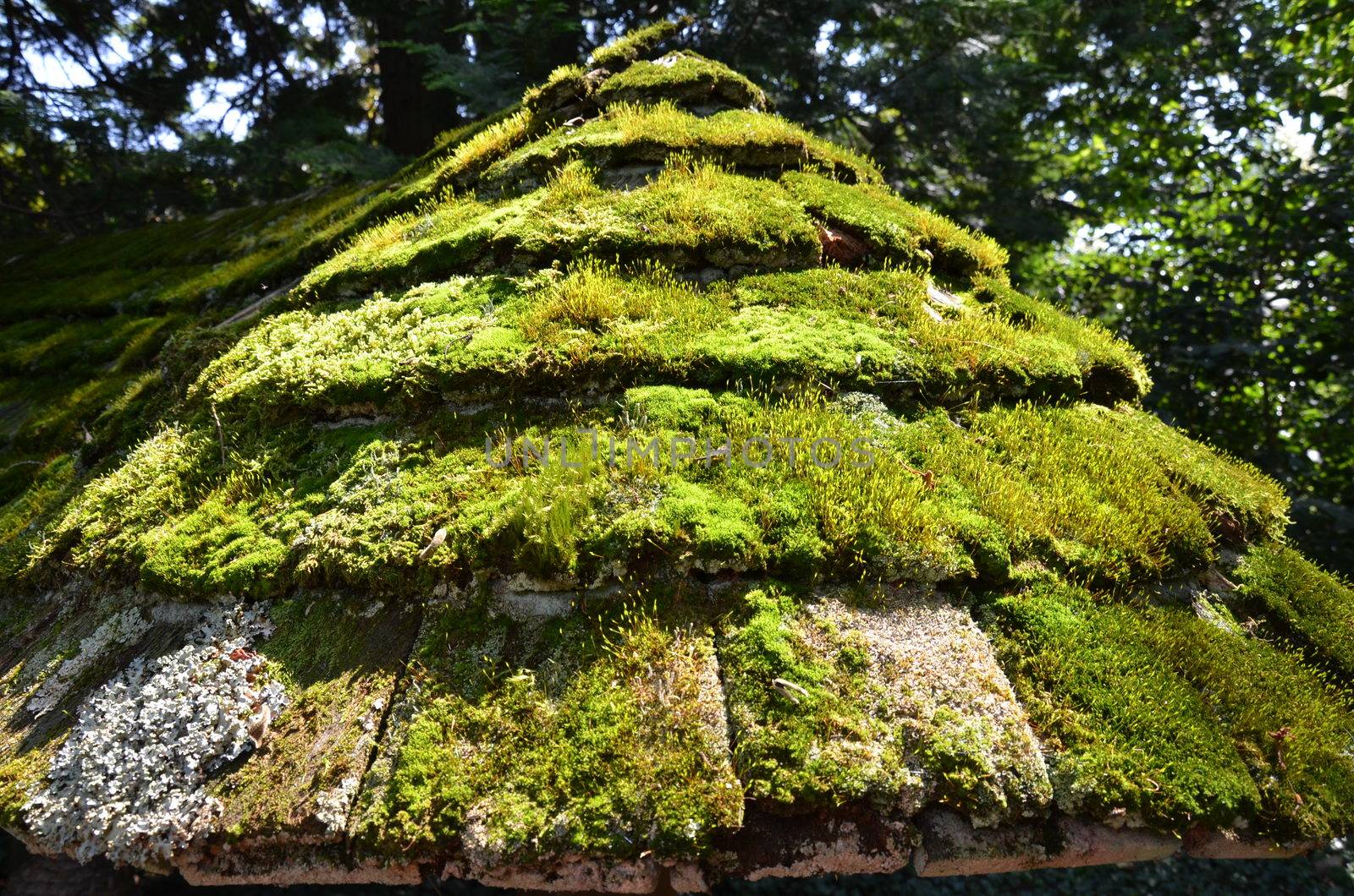 worn or weathered wood roof tiles or shingles with green moss