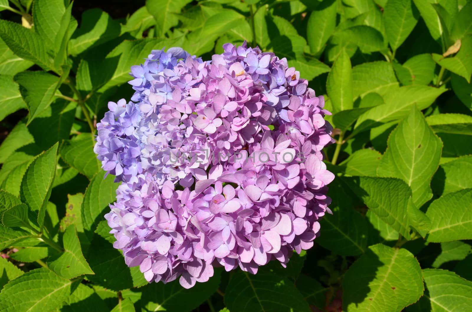 hydrangea plant with purple and pink petals by stockphotofan1