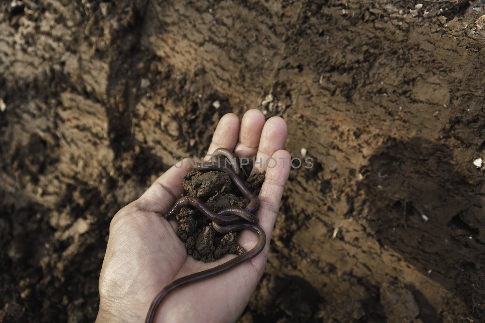 Hand of male holding soil with earthworm in the hands for planting with copy space for insert text.