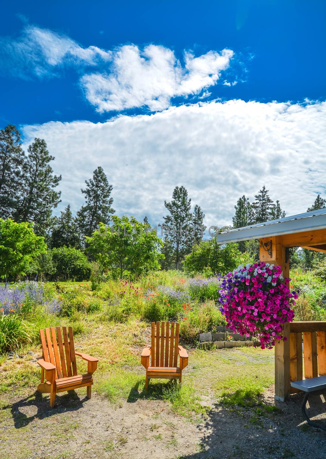 Back yard garden with wooden chairs and shed on sunny day
