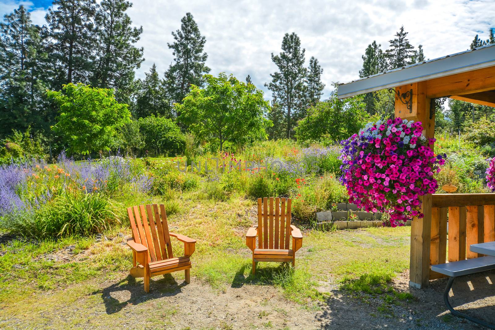 Back yard garden with wooden chairs and shed on sunny day