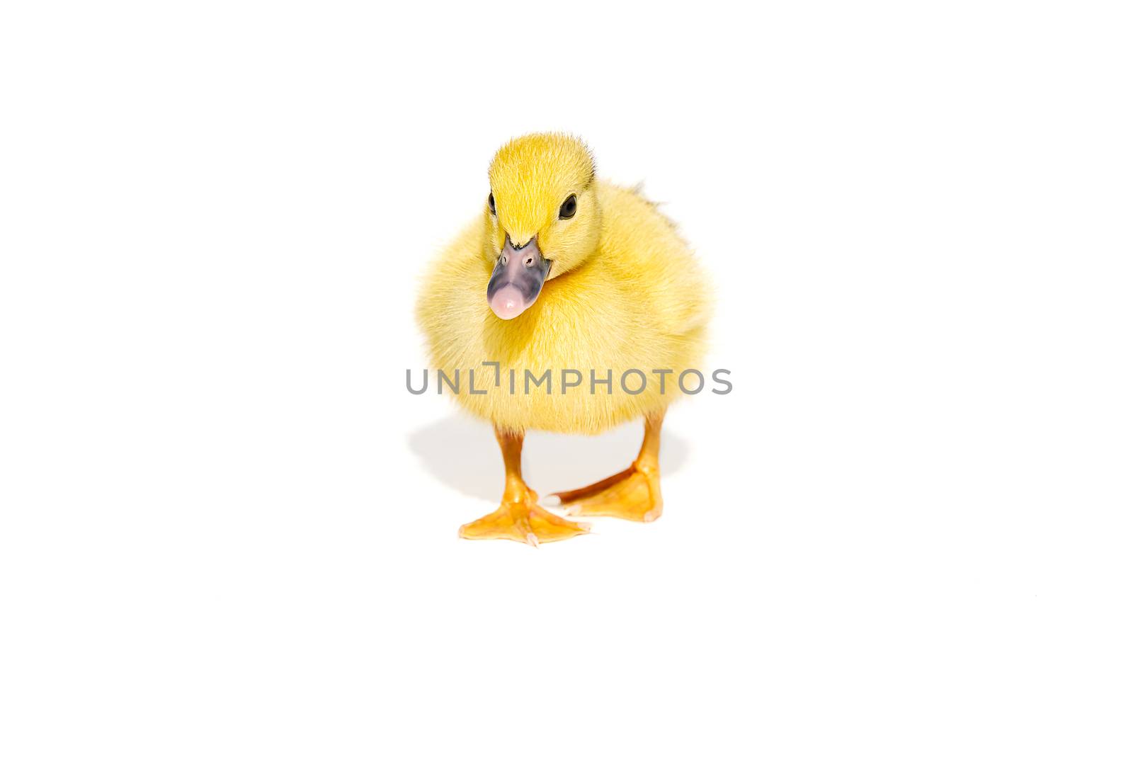 NewBorn little Cute yellow duckling isolated on white