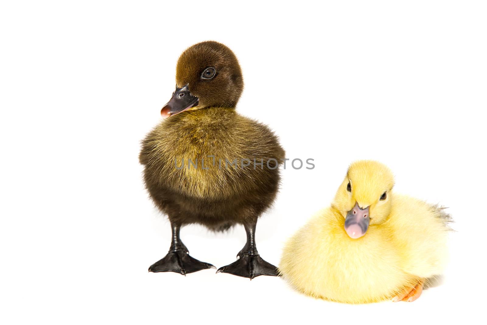 NewBorn little Cute yellow and black ducklings on white background