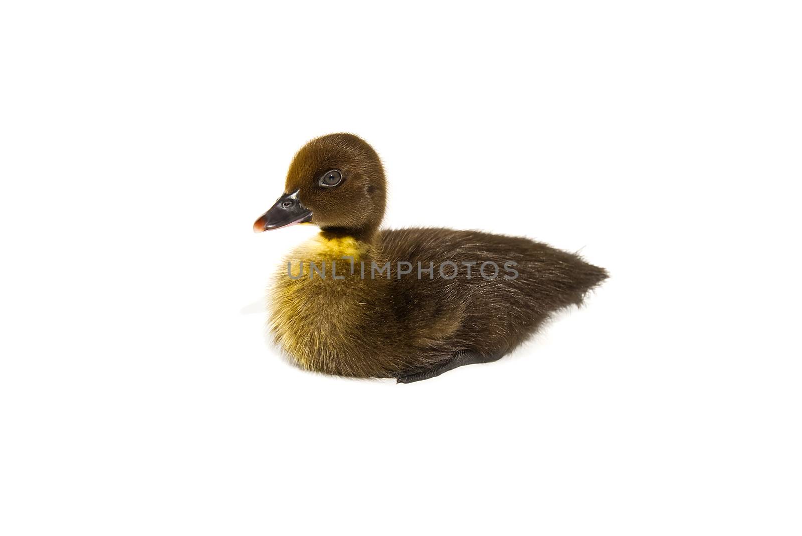 NewBorn little Cute brown or black duckling isolated on white. by PhotoTime