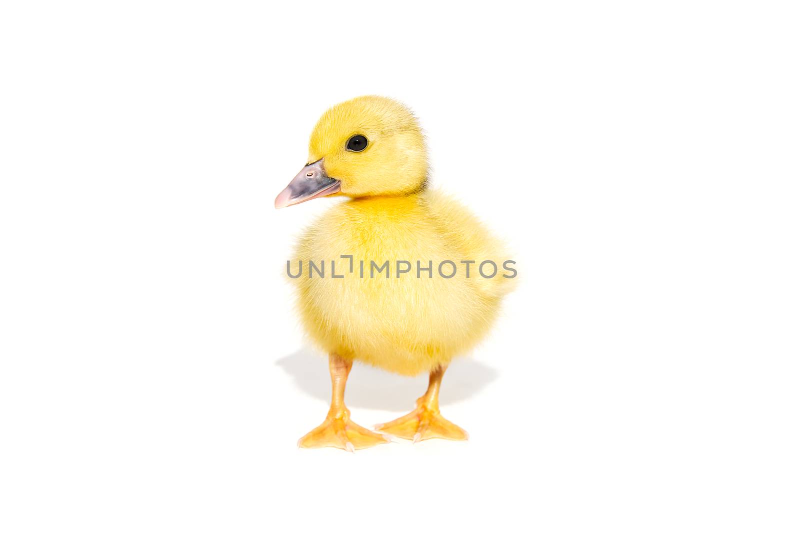 NewBorn little Cute yellow duckling isolated on white. by PhotoTime