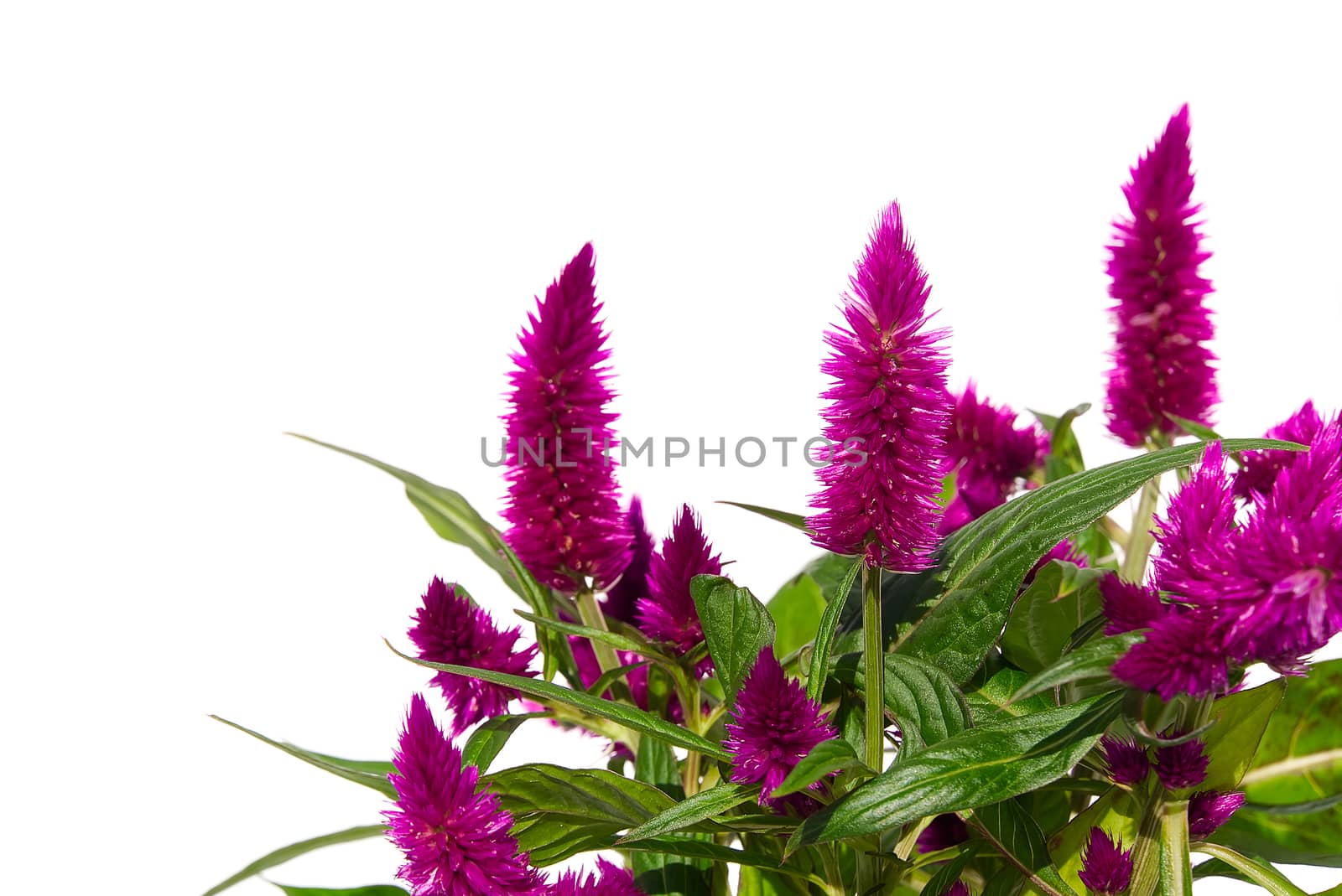 Potted Cockscomb celosia spicata plant isolated on white. Pink flower of celosia spicata is in the family Amaranthaceae, home tropical flower
