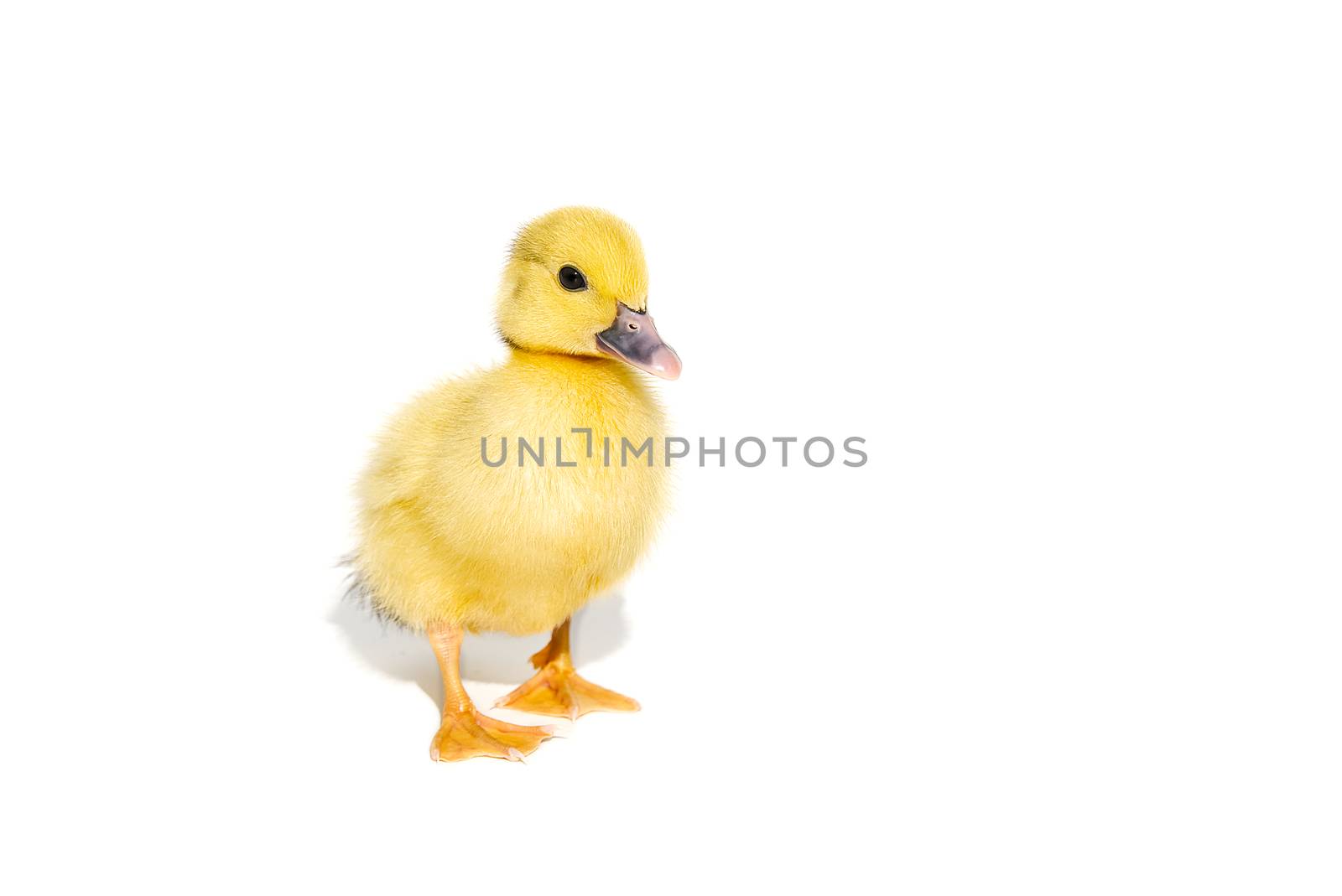 NewBorn little Cute yellow duckling isolated on white