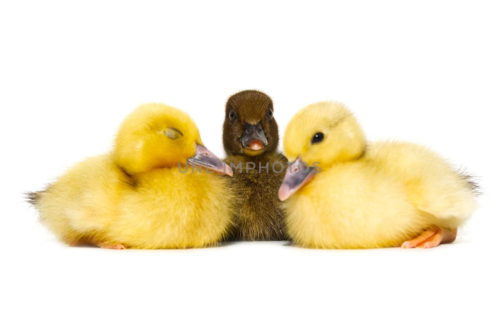 NewBorn little Cute yellow and black ducklings on white background