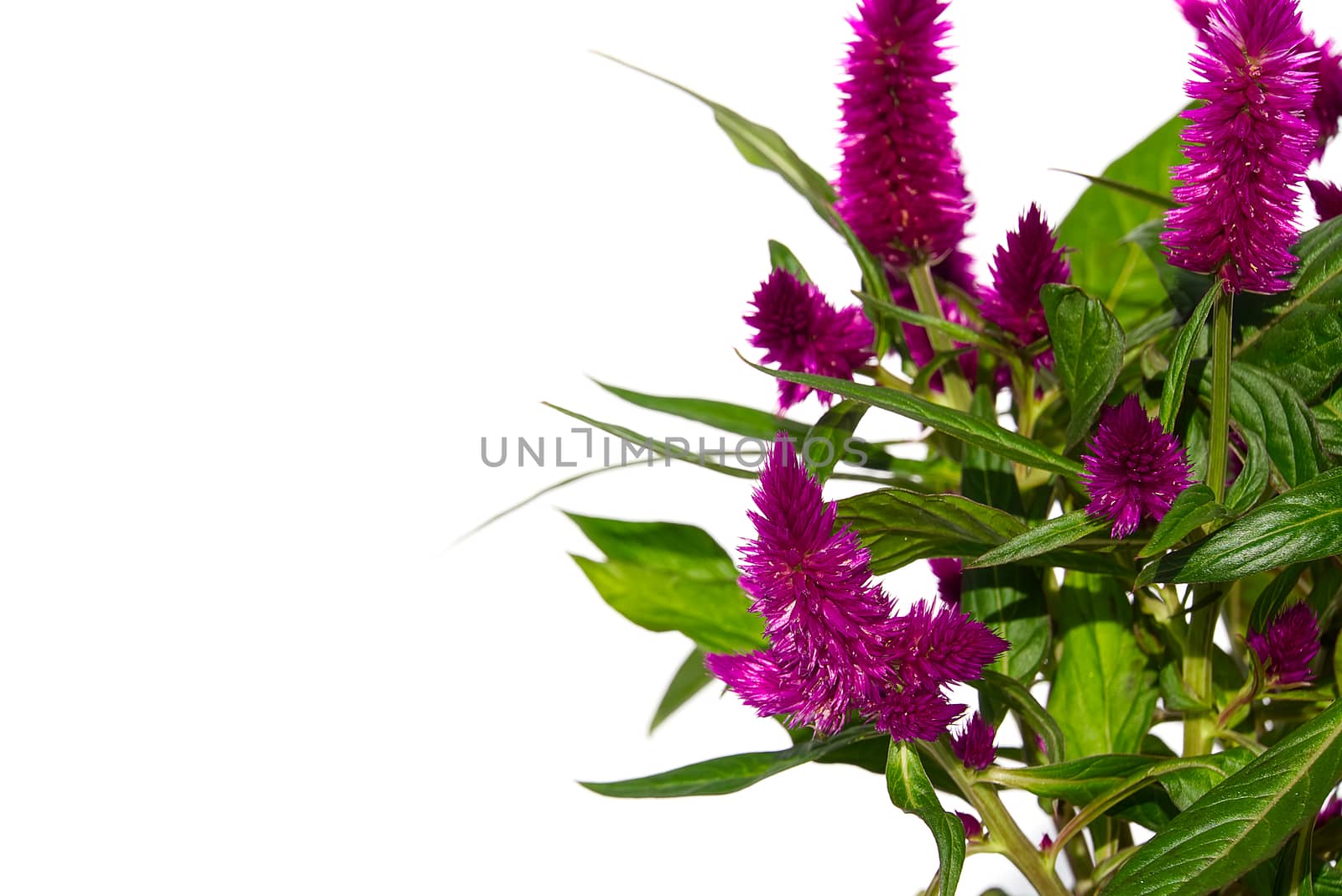 Potted Cockscomb celosia spicata plant isolated on white. Pink flower of celosia spicata is in the family Amaranthaceae, home tropical flower