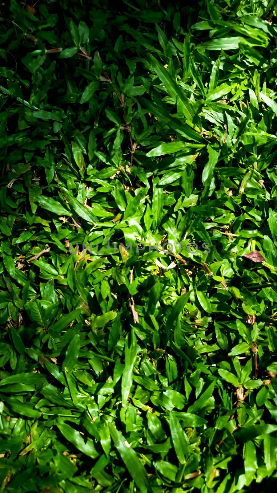 grass with some old leaf and shadow light.