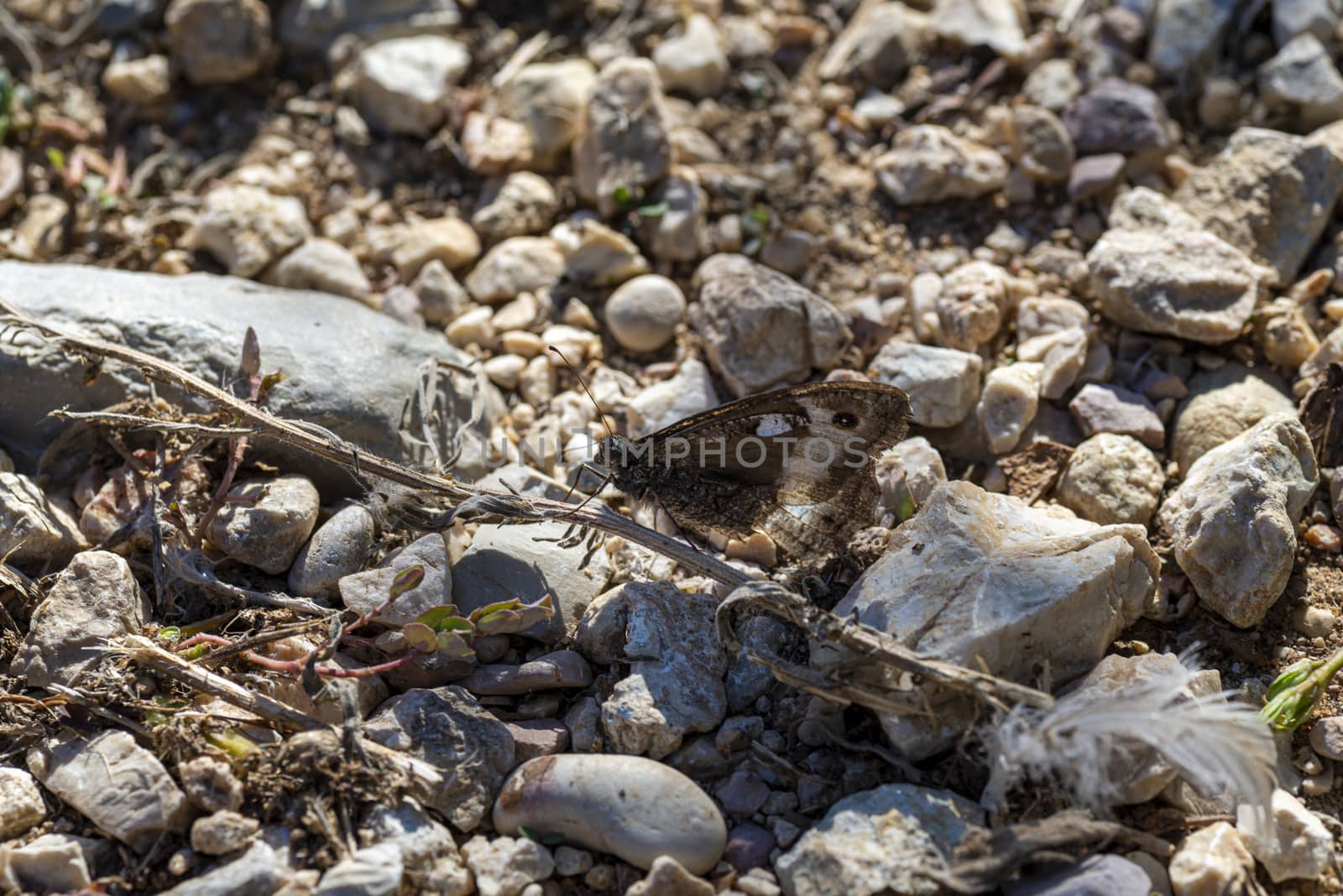 hipparchia semele butterfly resting on the ground in a stony ground