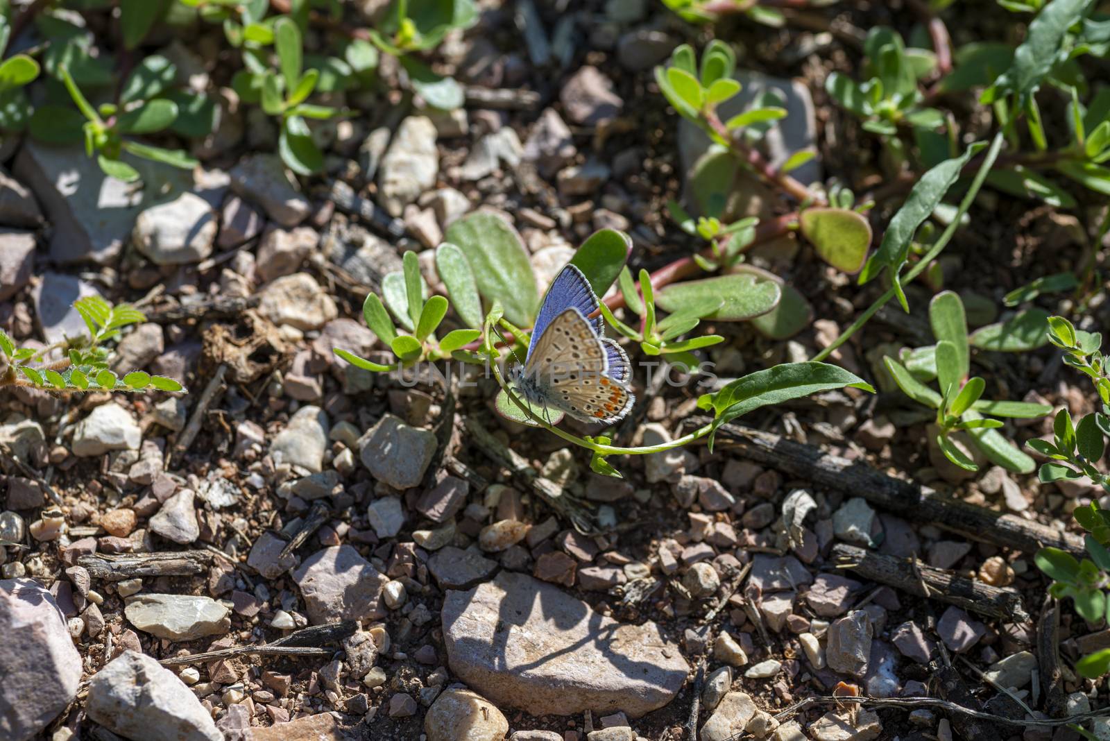polymmatus iacarus butterfly sitting on the ground very common in fields
