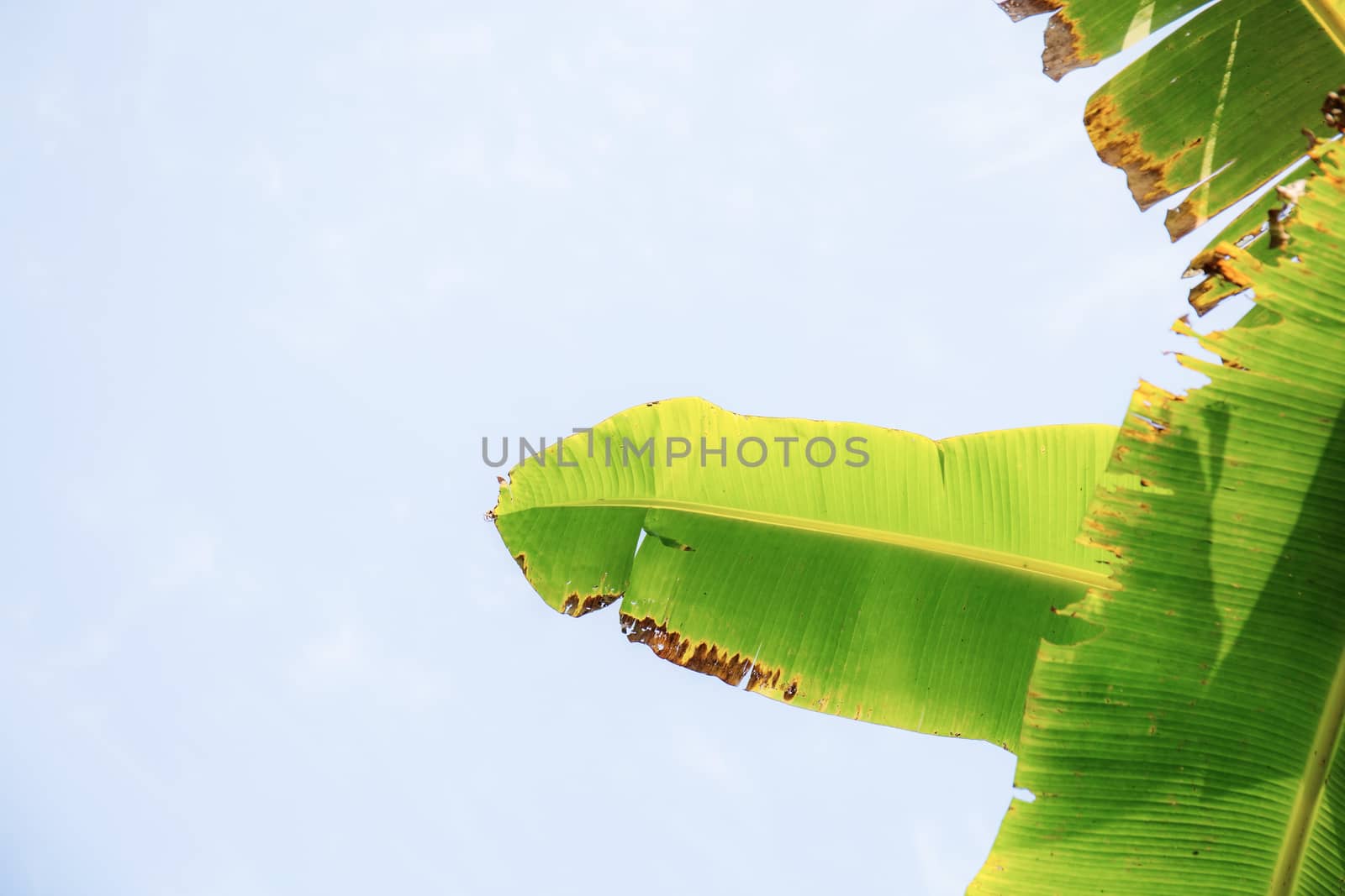 Banana leaves with sunlight at the sky.