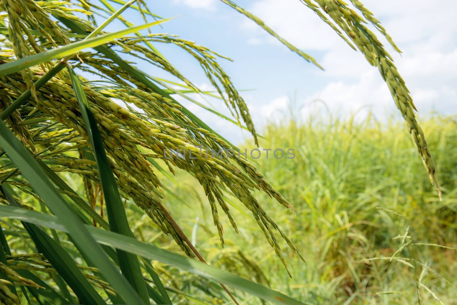 Ears of rice and green leaves in fields with the sunlight at sky.