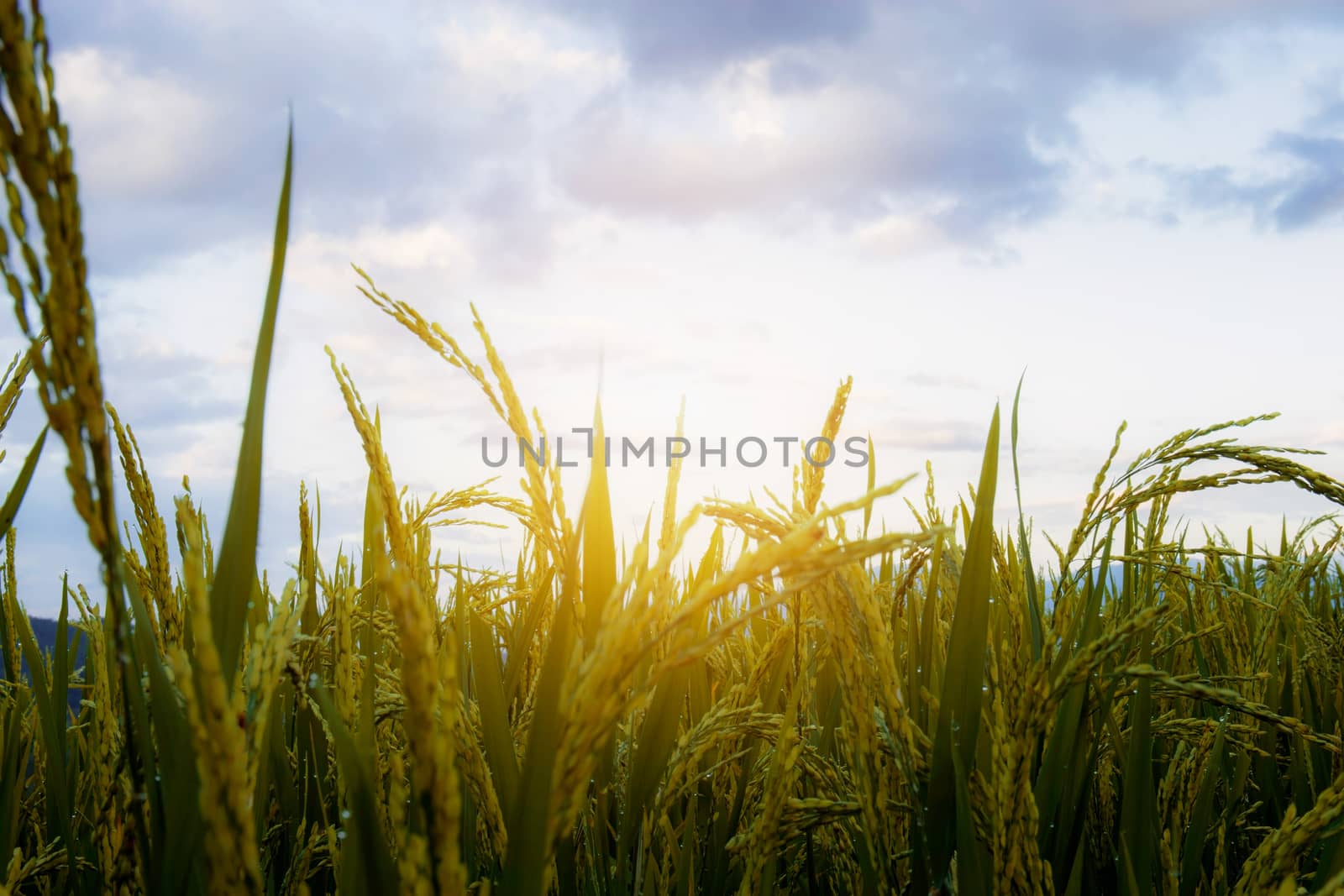 Ears of rice growing in fields with evening light at sky.