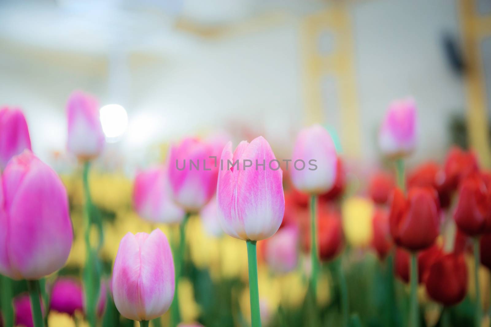 Pink tulip in garden with the beautiful at sunlight.