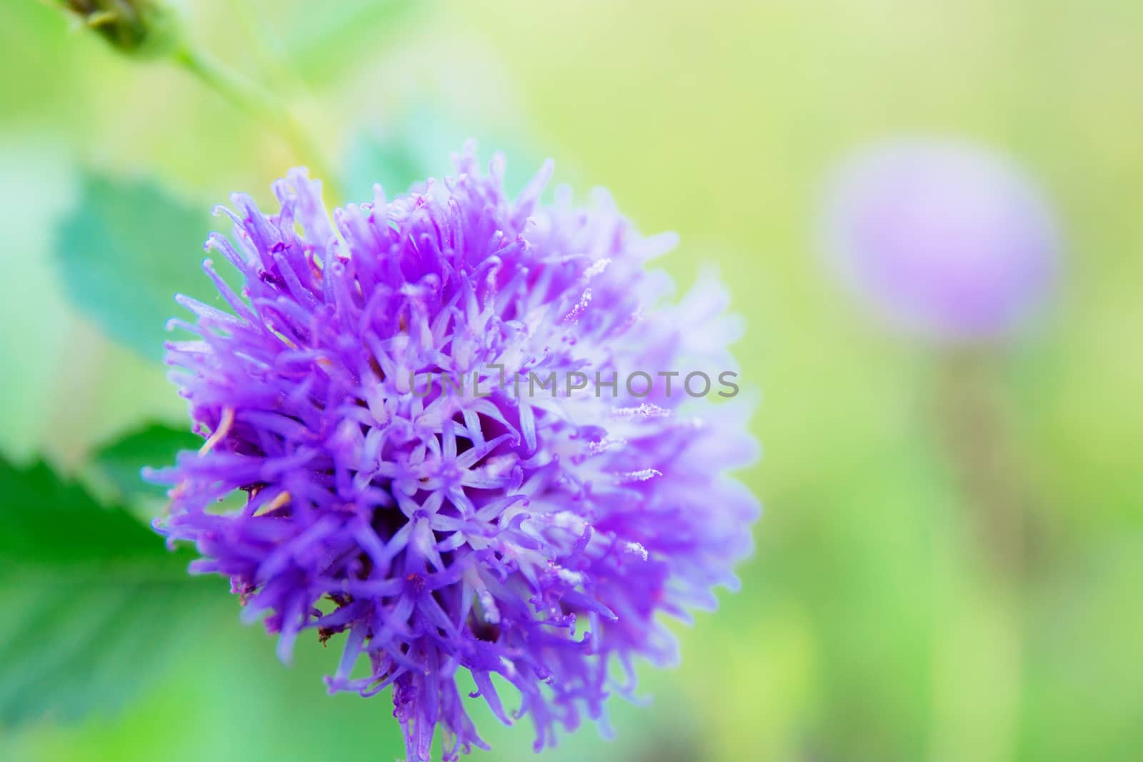 Purple flower in garden with the sunlight.