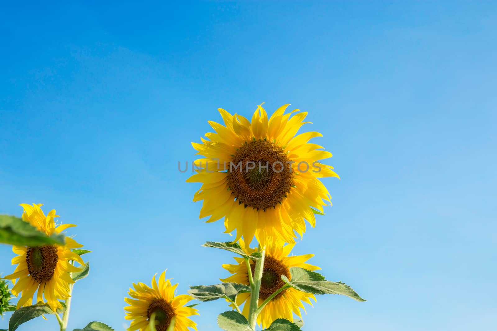 Sunflower at blue sky. by start08