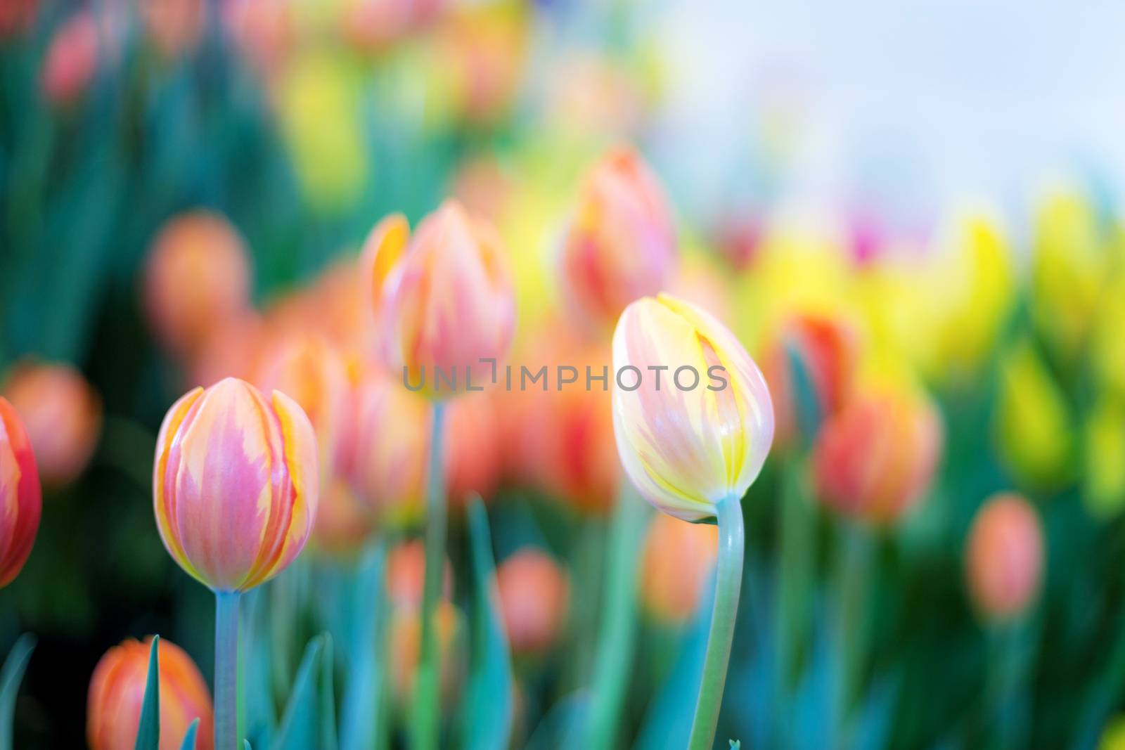 Tulip with colorful in garden at the sunlight.