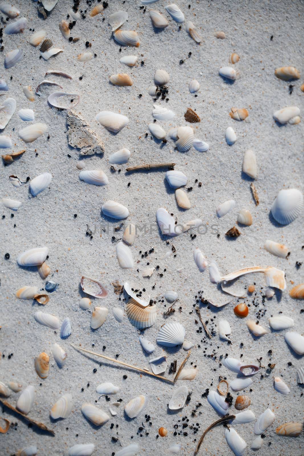 Fullframe photo of the seashells on the coast of Atlantic Ocean by Novic