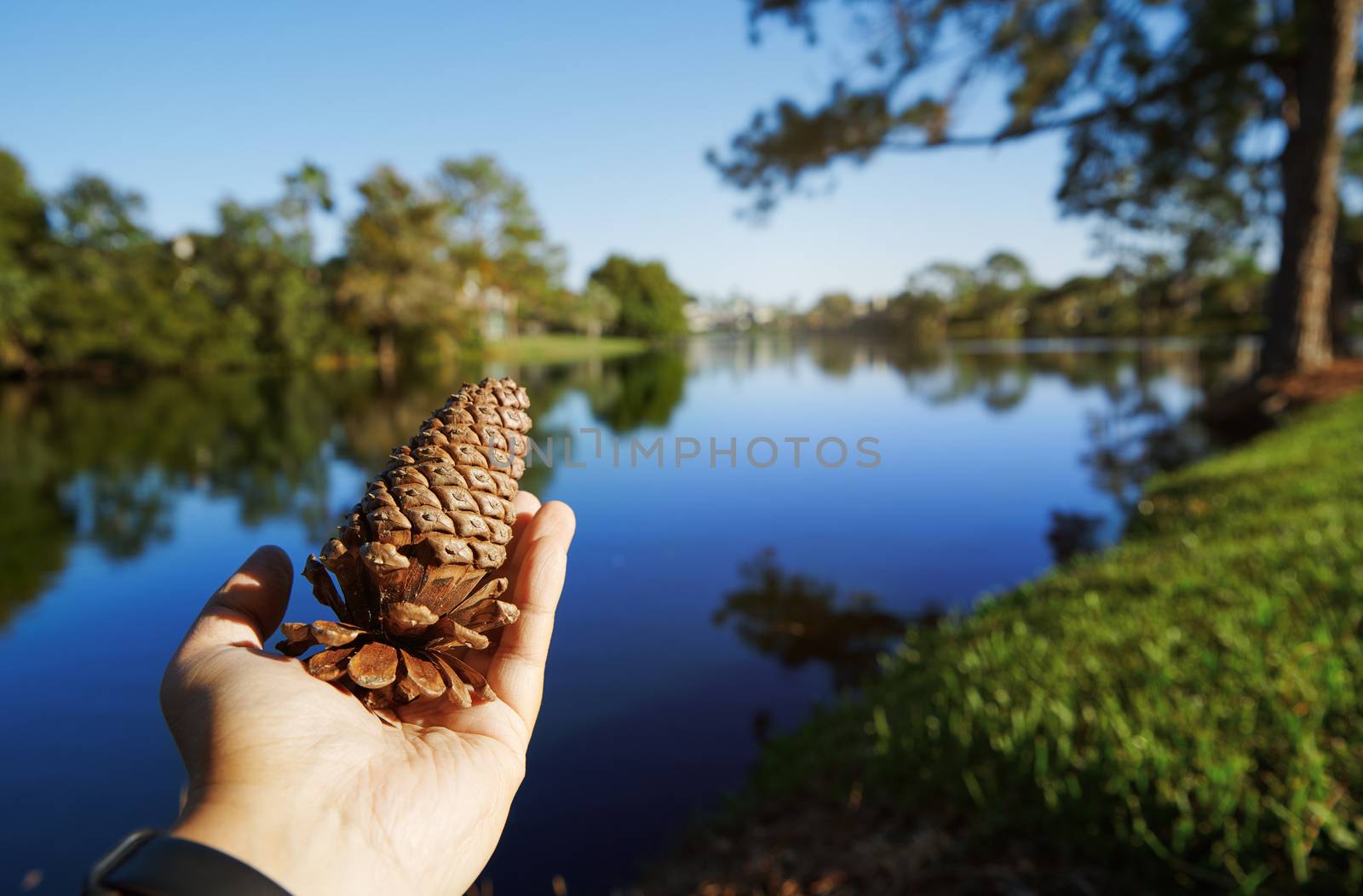 Human hand holding pine cone next to the lake by Novic
