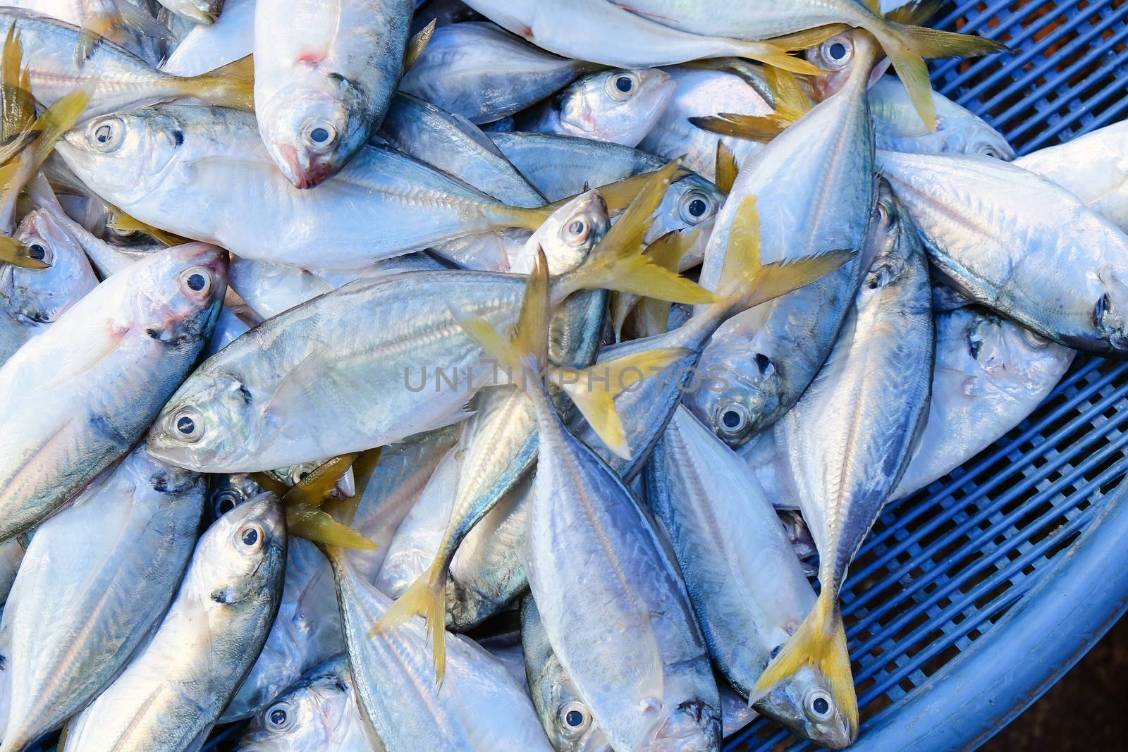 Seafood, Fresh Fish in local market, Thailand