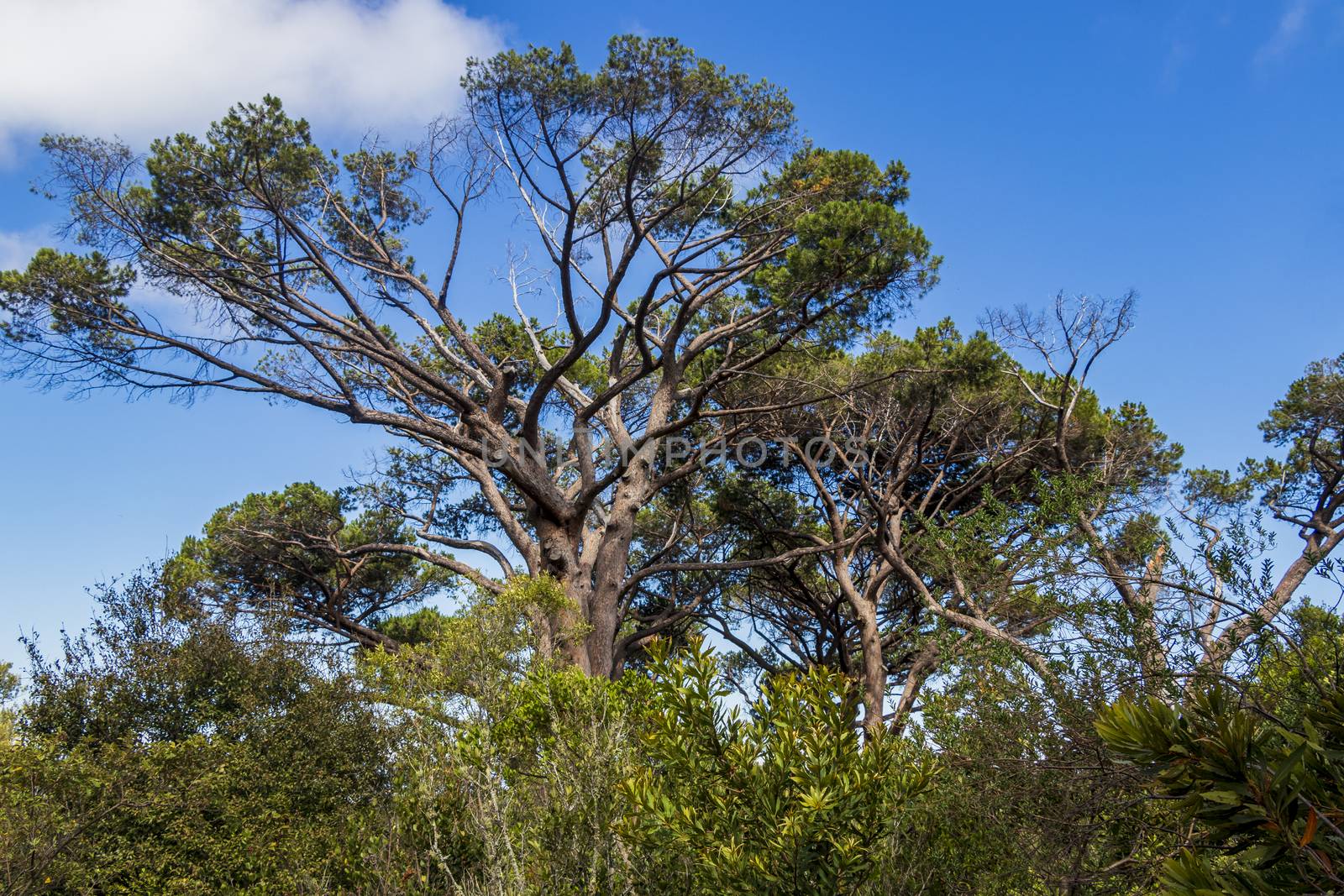 Huge South African trees in the Kirstenbosch Botanical Garden in Cape Town.