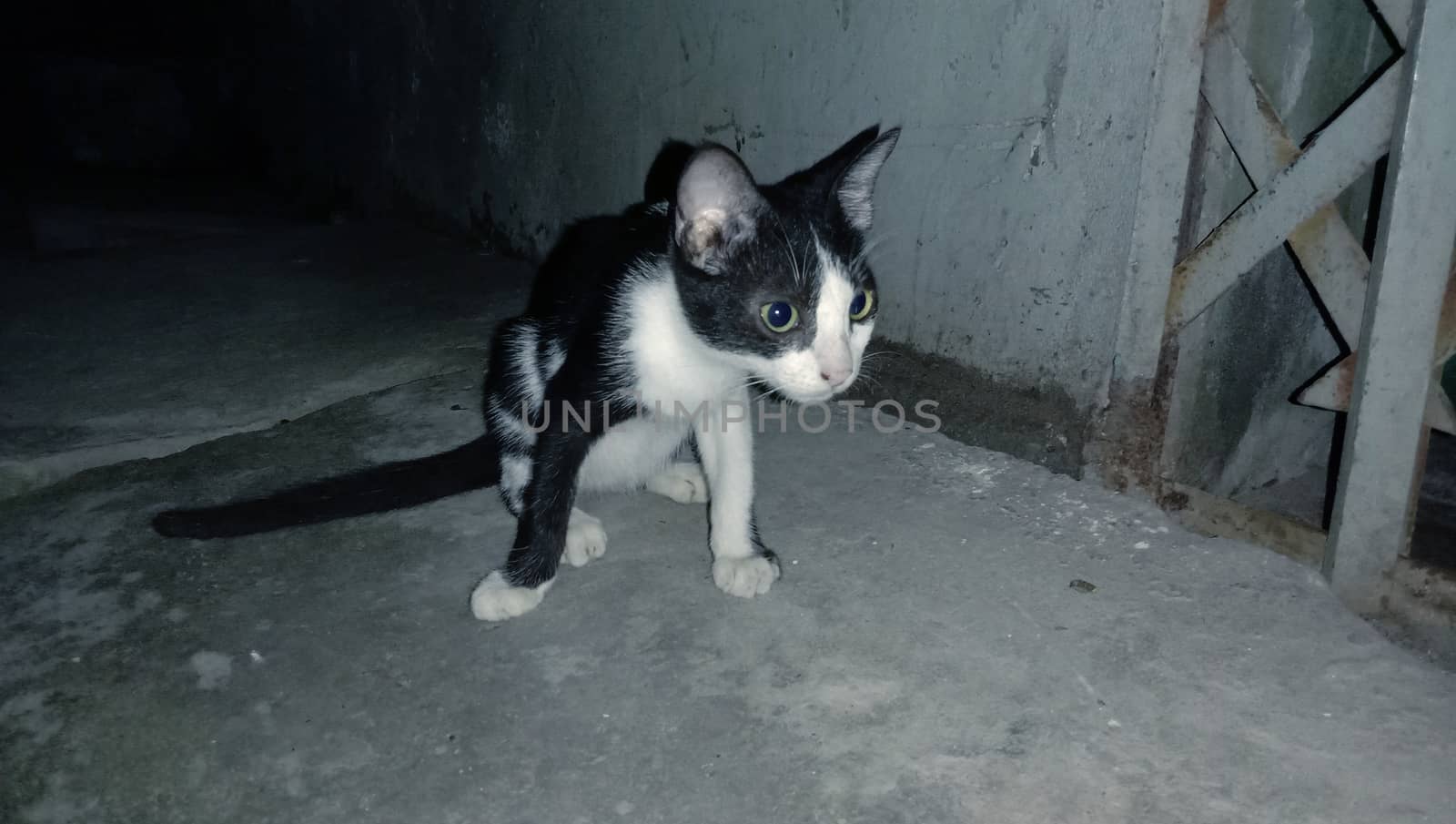 black and white cute cat closeup