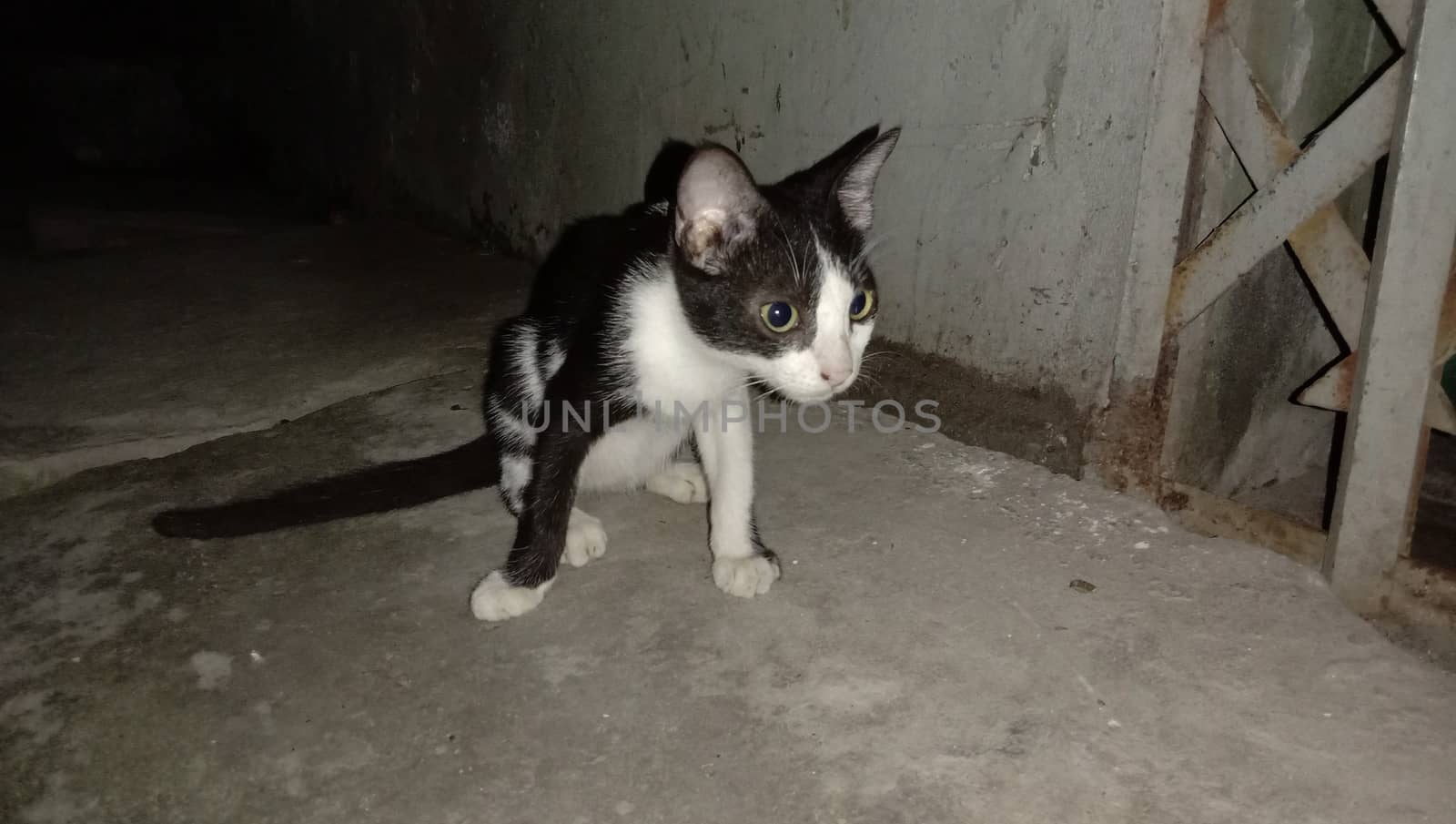 black and white cute cat by jahidul2358