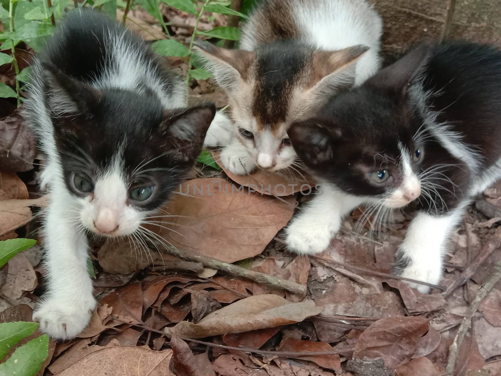 black and white cute cat on forest