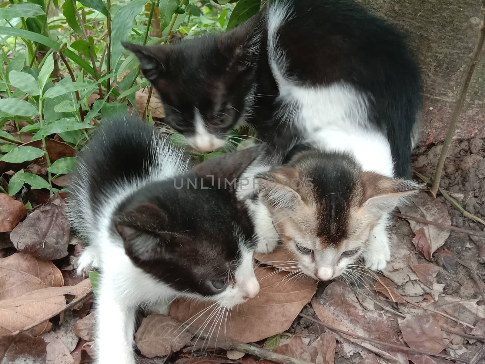 black and white cute cat on forest