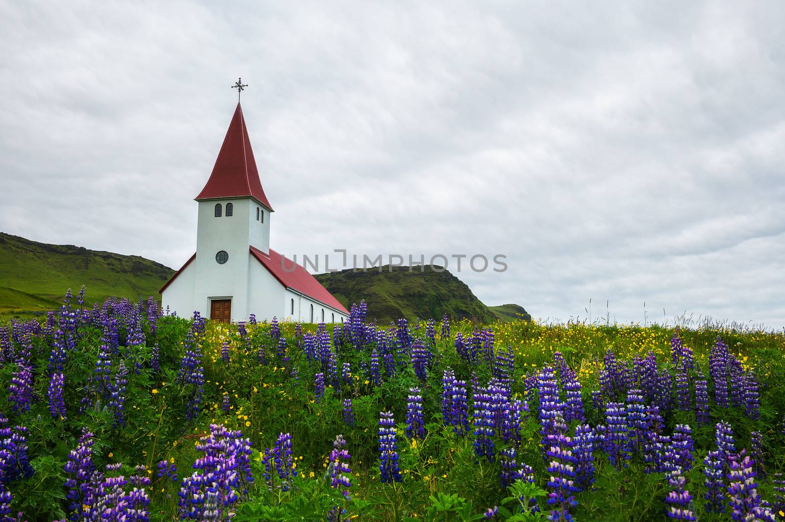 Vikurkirkja christian church surrounded with blooming lupine flowers in the town of Vik i Myrdal, Iceland.