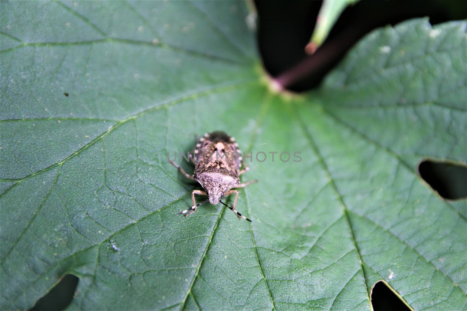 Close up of a marbled tree bug sits on a green leaf