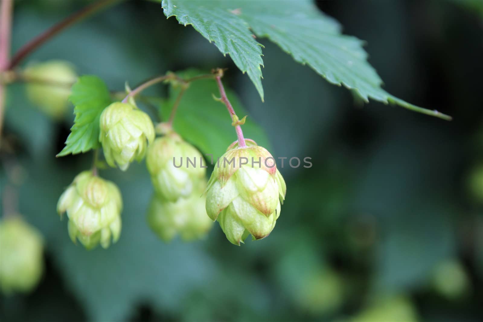 real hops on a branch under a green leaf
