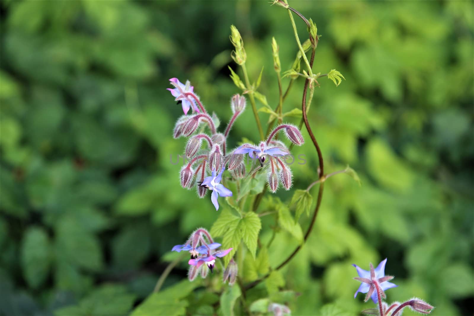 Borango officinalis - a blue borage flower and buds
