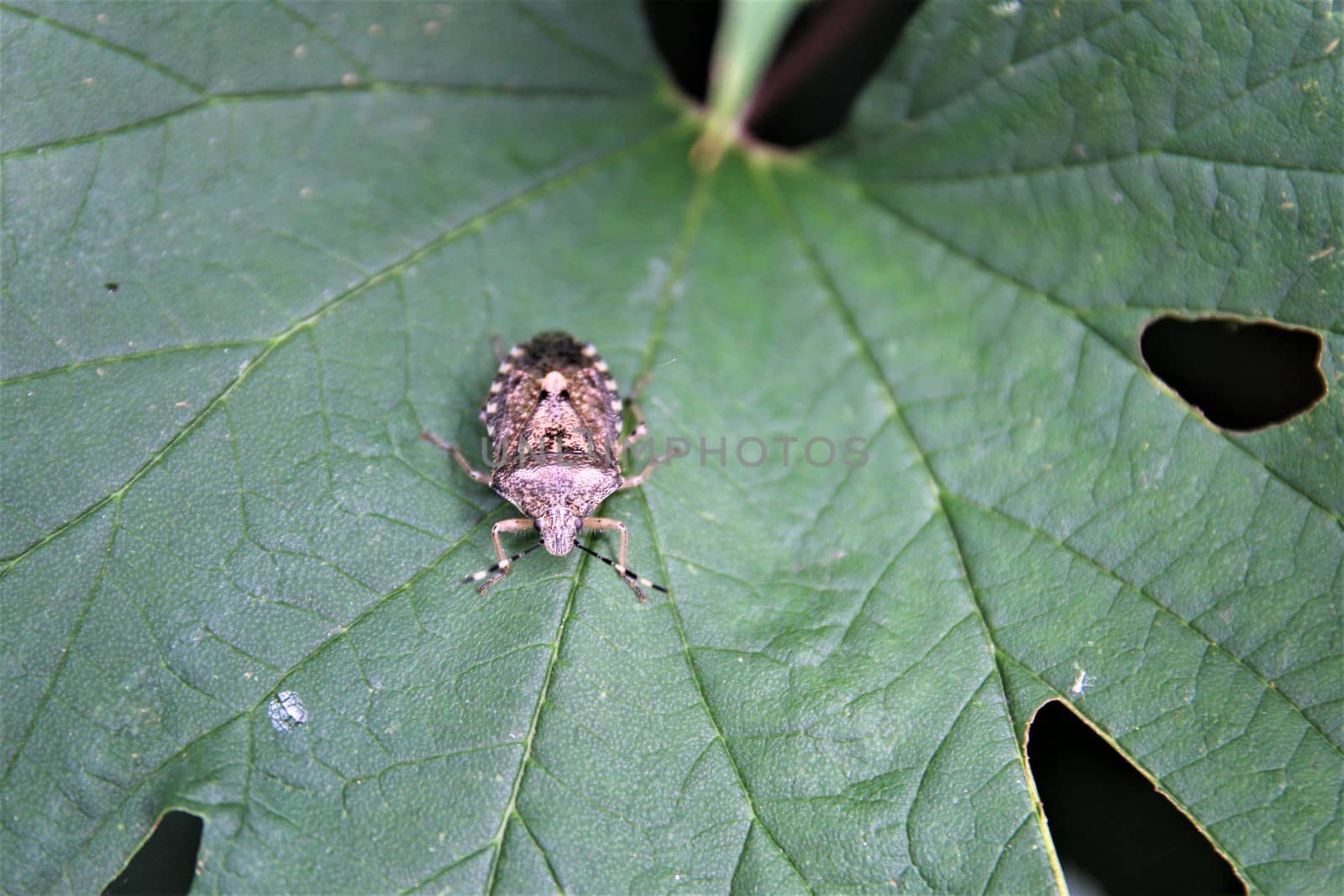 Close up of a marbled tree bug sits on a green leaf