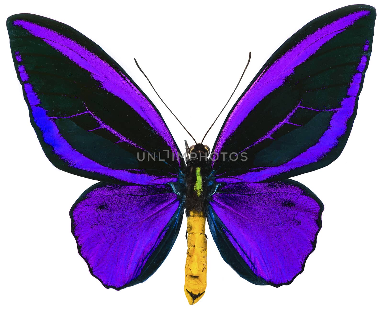 Ornithoptera priamus tropical butterfly isolated by fyletto