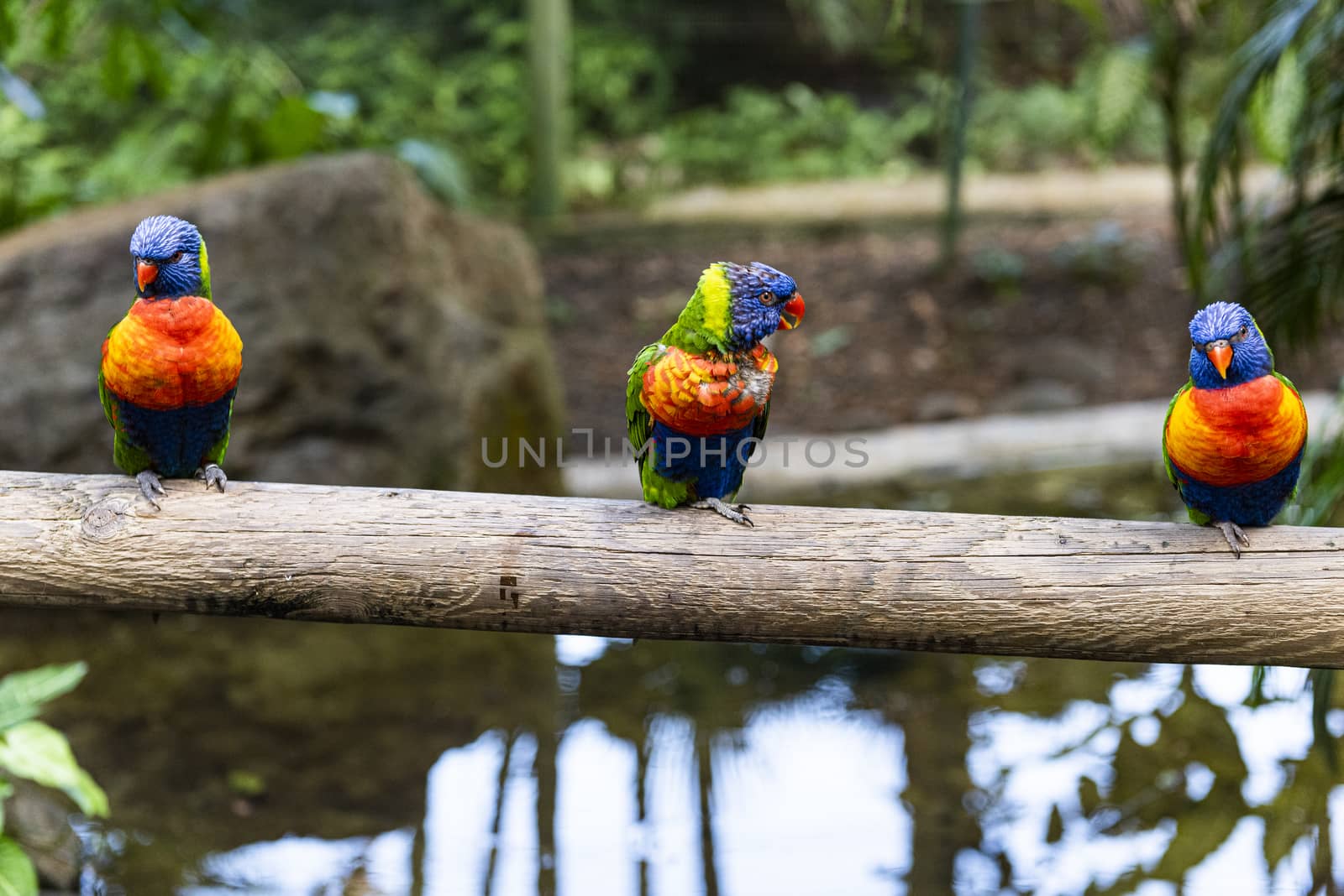 Rainbow lorikeet on wooden log by fyletto