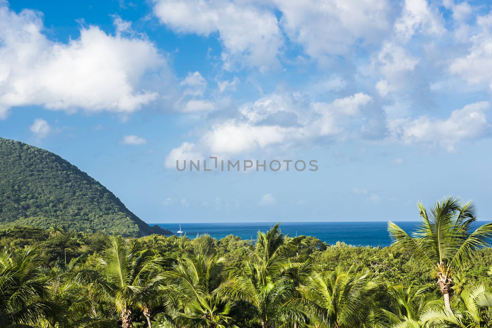Green coconut palm forest and hill in Caribbean sea in Guadeloupe