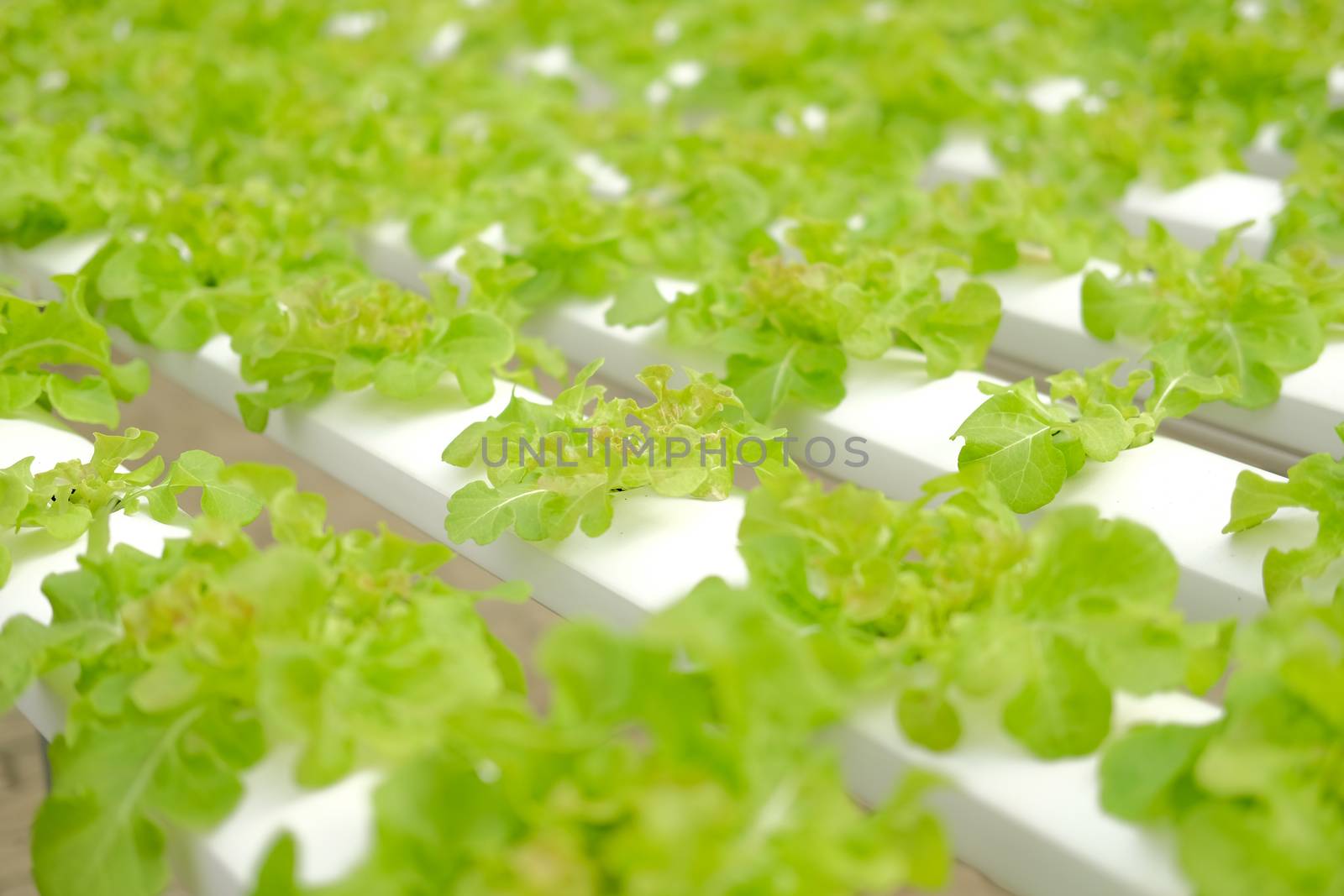 lettuce vegetable growing in plant nursery in hydroponics farm. food & agriculture industry
