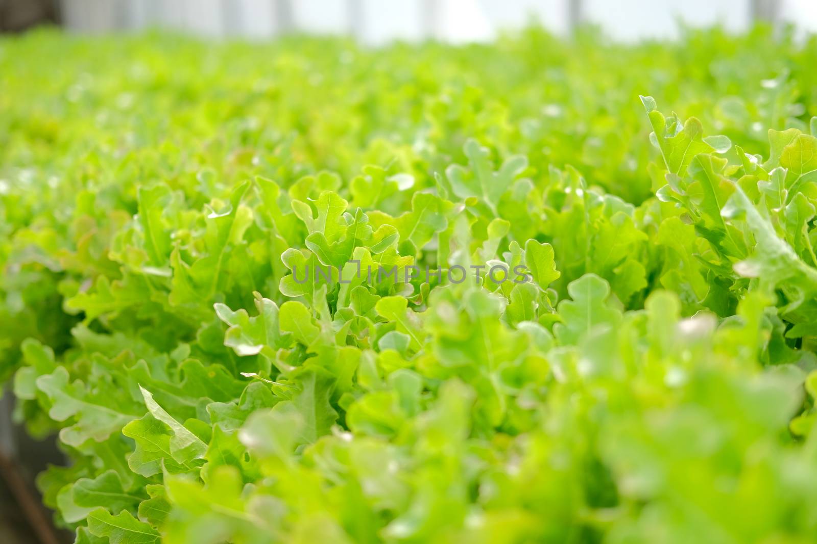 lettuce vegetable growing in plant nursery in hydroponics farm. food & agriculture industry