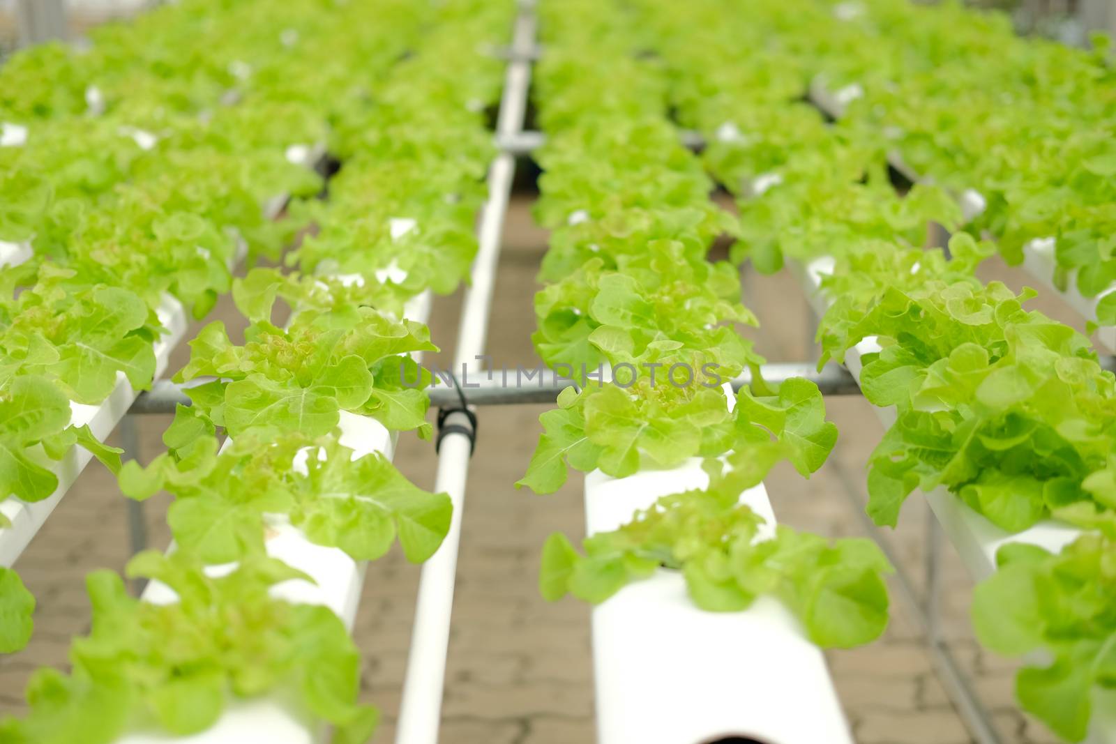 lettuce vegetable growing in plant nursery in hydroponics farm. food & agriculture industry