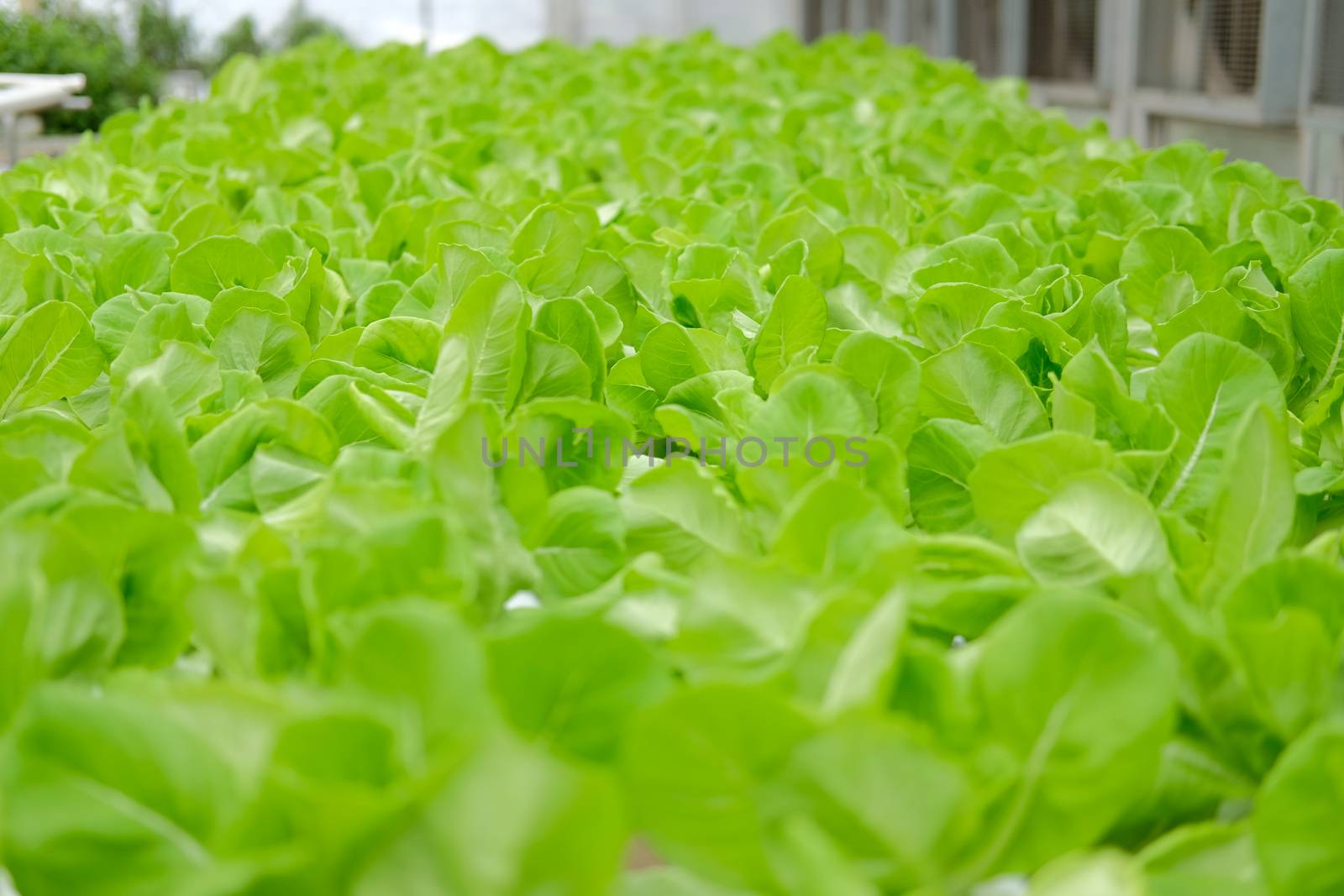 lettuce vegetable growing in plant nursery in hydroponics farm. food & agriculture industry