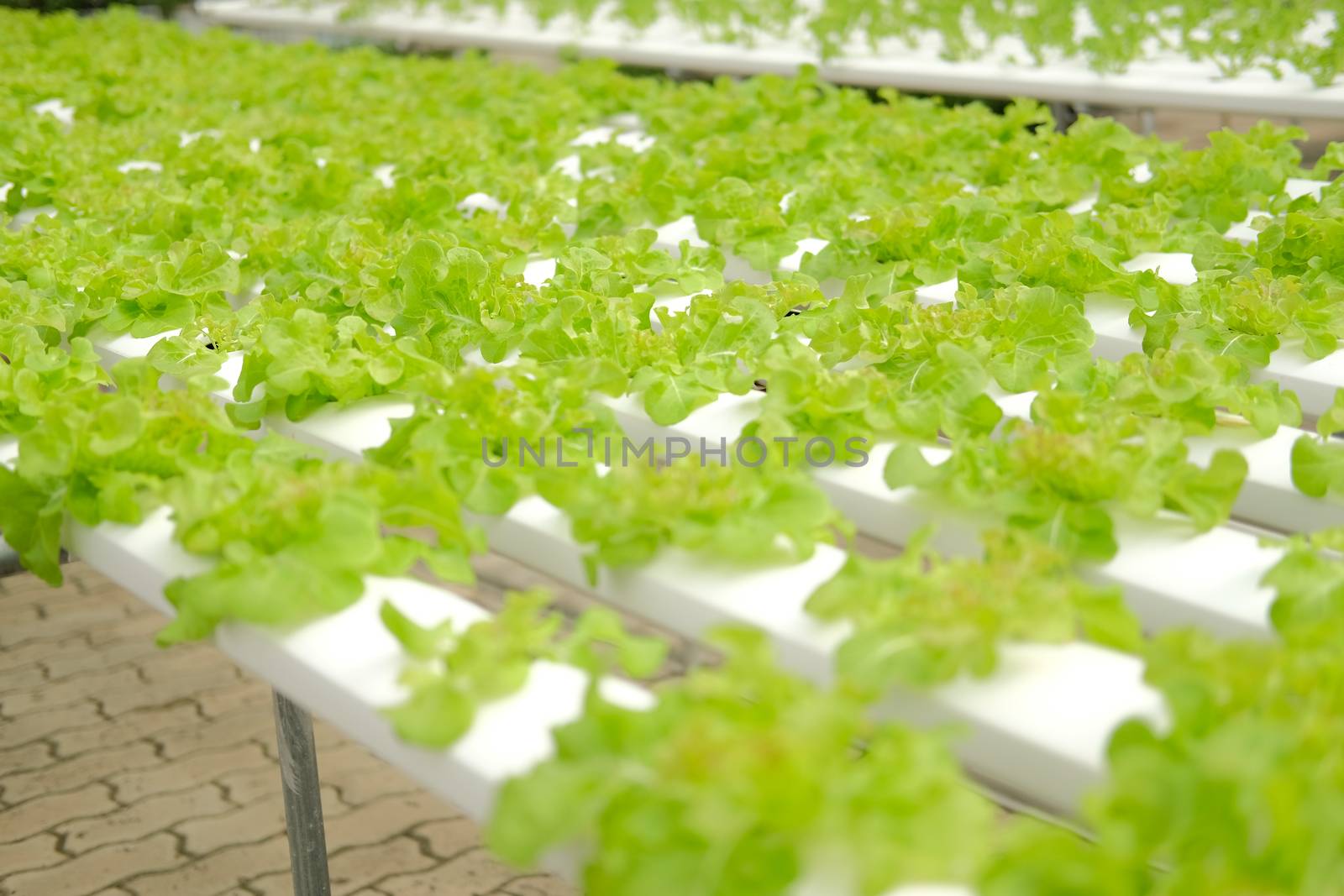 lettuce vegetable growing in plant nursery in hydroponics farm. food & agriculture industry