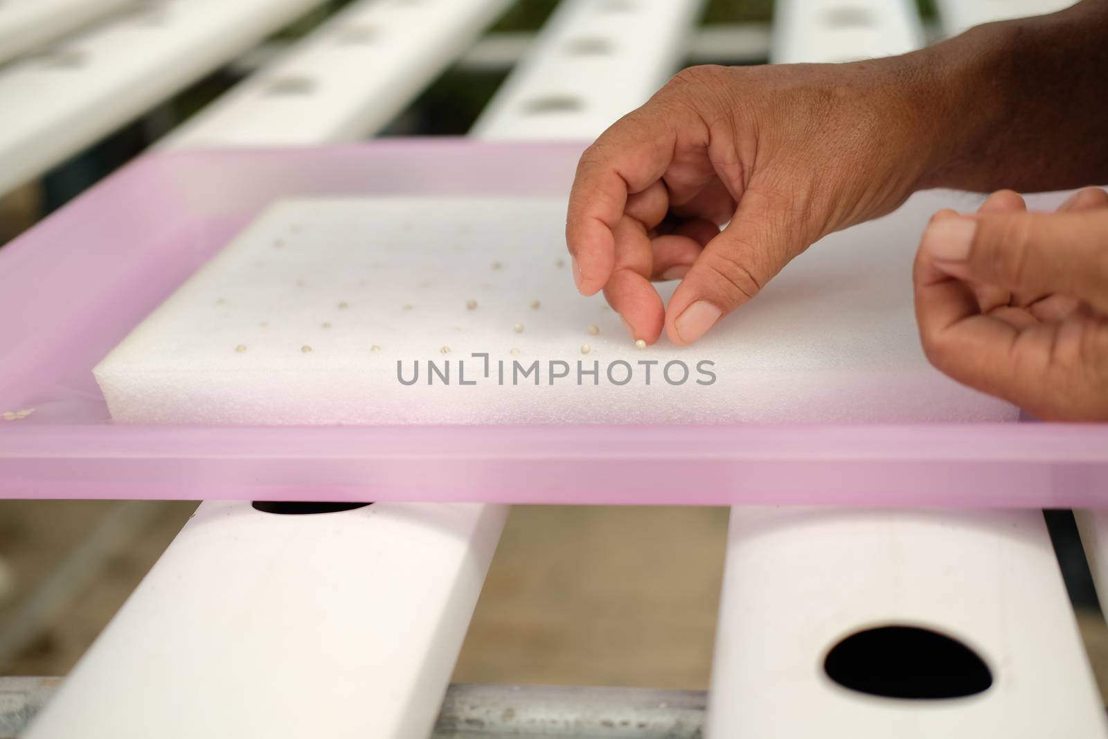 seedling of hydroponic vegetable sprout on wet sponge in plant nursery. lettuce salad growing from seed in farm.